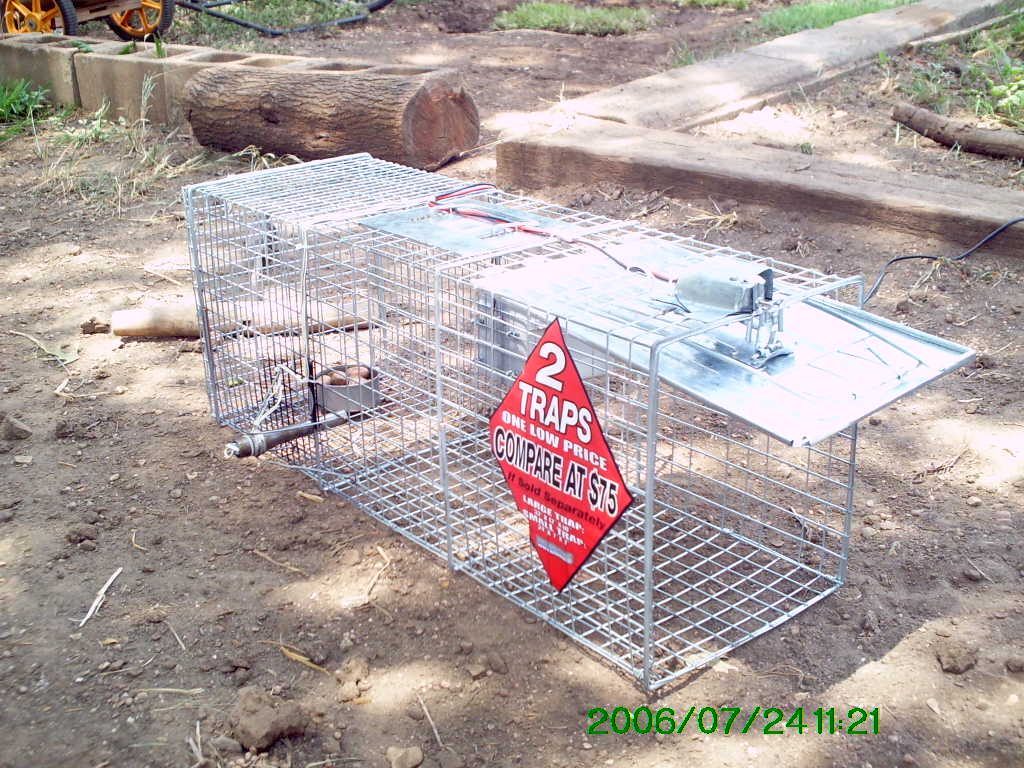 Animal box trap